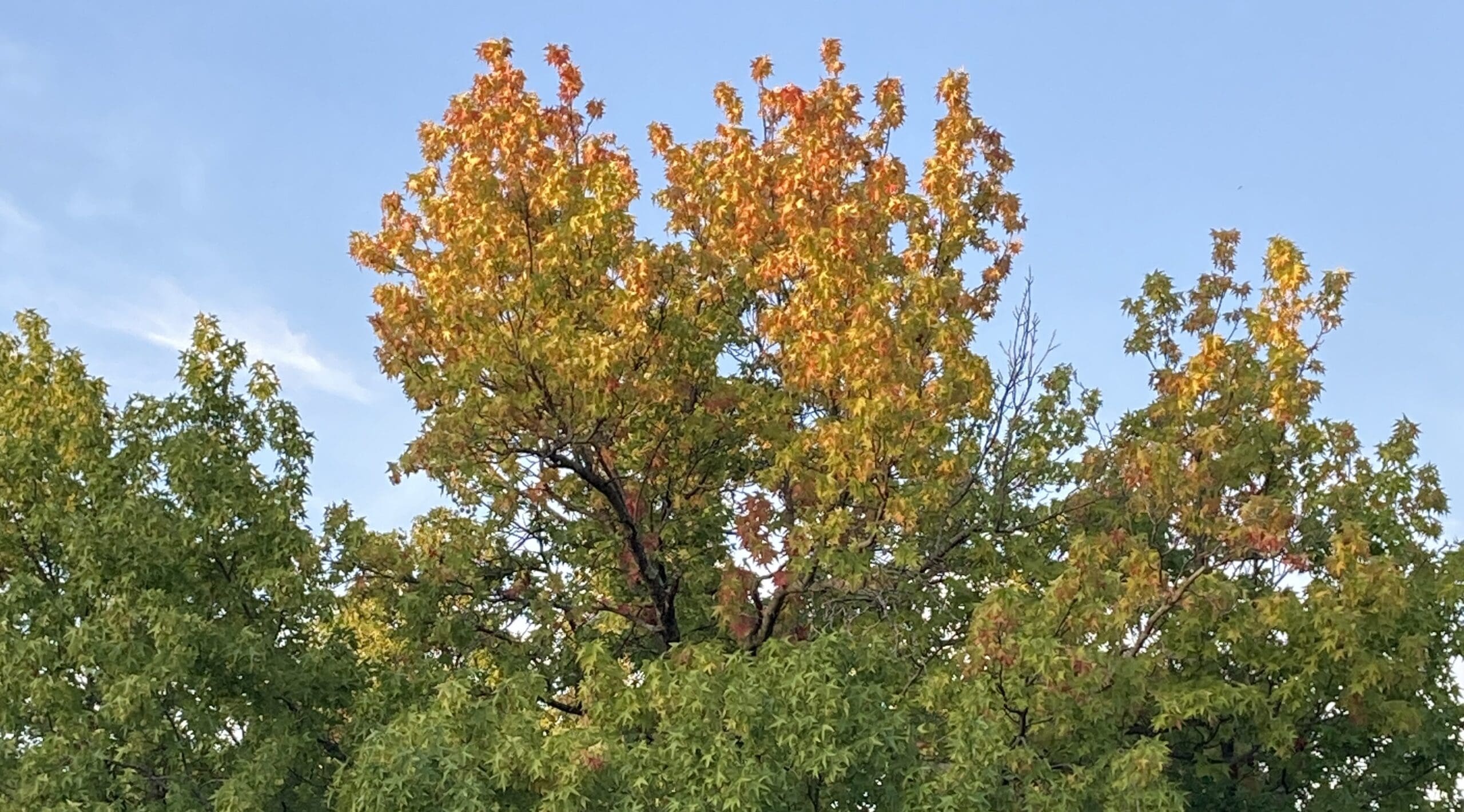 leaves change Aug. 8 edited