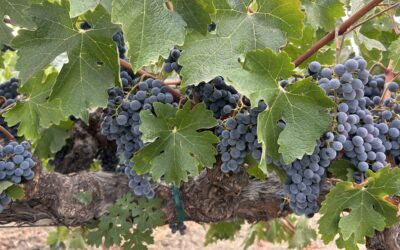 Where do the flavors & aromas in wine come from? (Part 1 of 3)