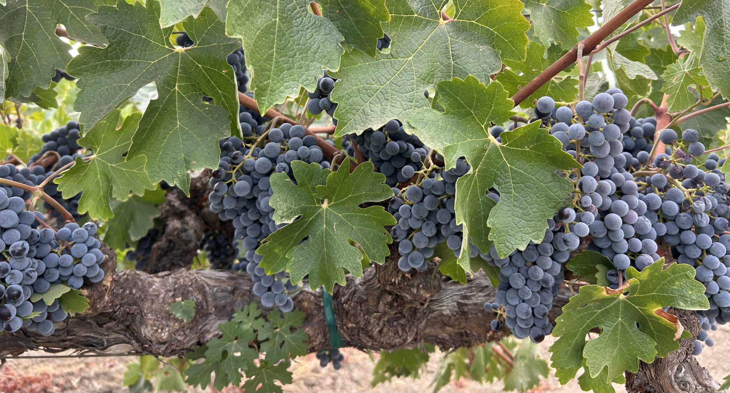 Meteor Sept 18 edited